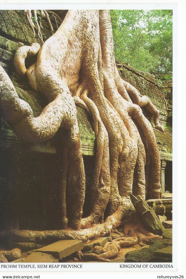 CPM, Cambodge , Ta Prohm Temple , Siem Reap Province , Phot. Chan Dara - Cambodge