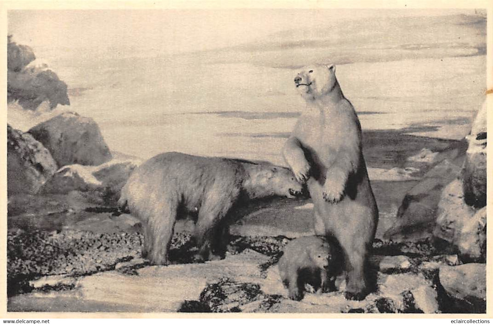 Musée  Histoire naturelle  Galeries du Duc d'Orléans  Kénya. Région Polaire. Est Africain  10 Cartes .   (voir scan)