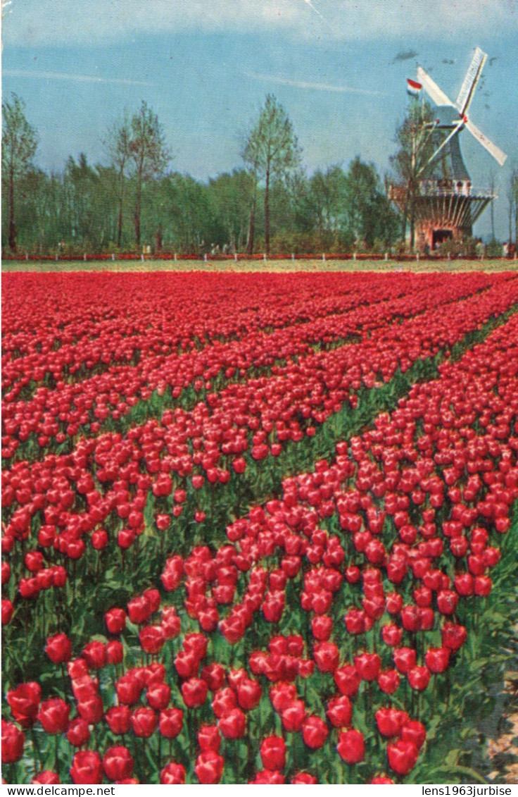 " Keukenhof " Lisse - Holland - Lisse