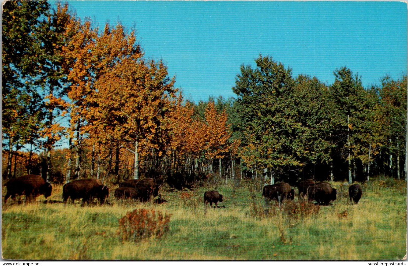 Canada Greetings From Edmonton Showing Candian Buffalos - Edmonton