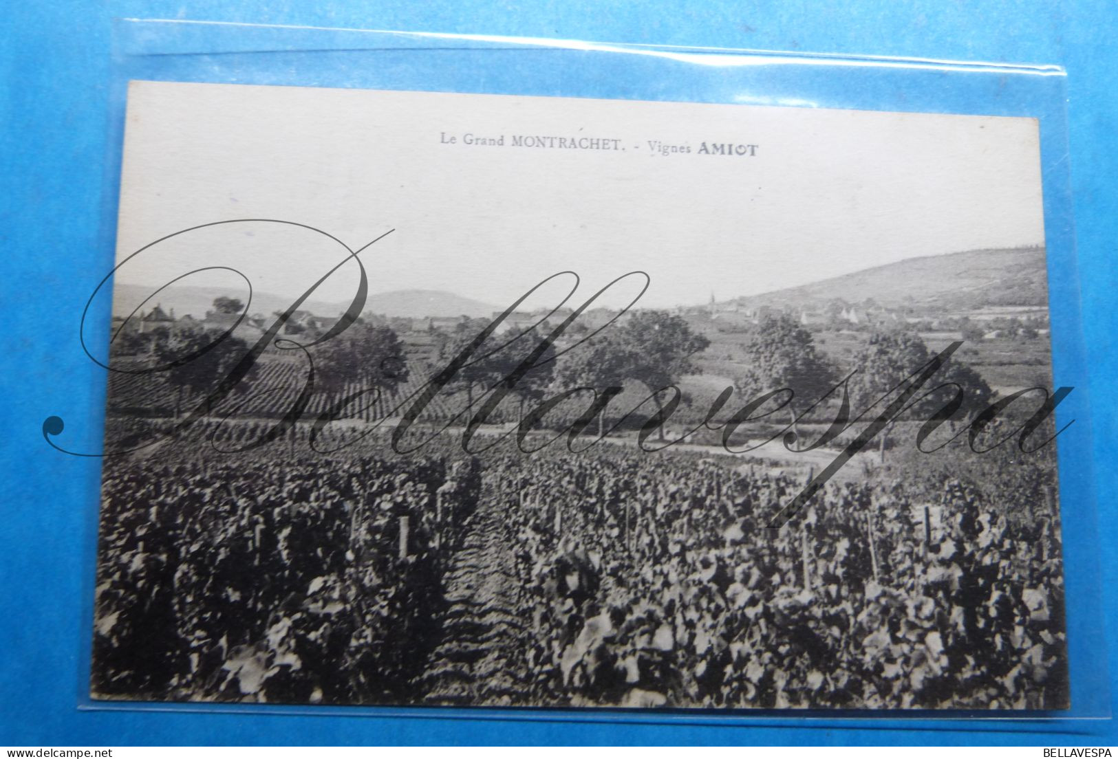 Le Grand Montrachet Vignes AMIOT D21 Vins Wijnstokken - Autres & Non Classés