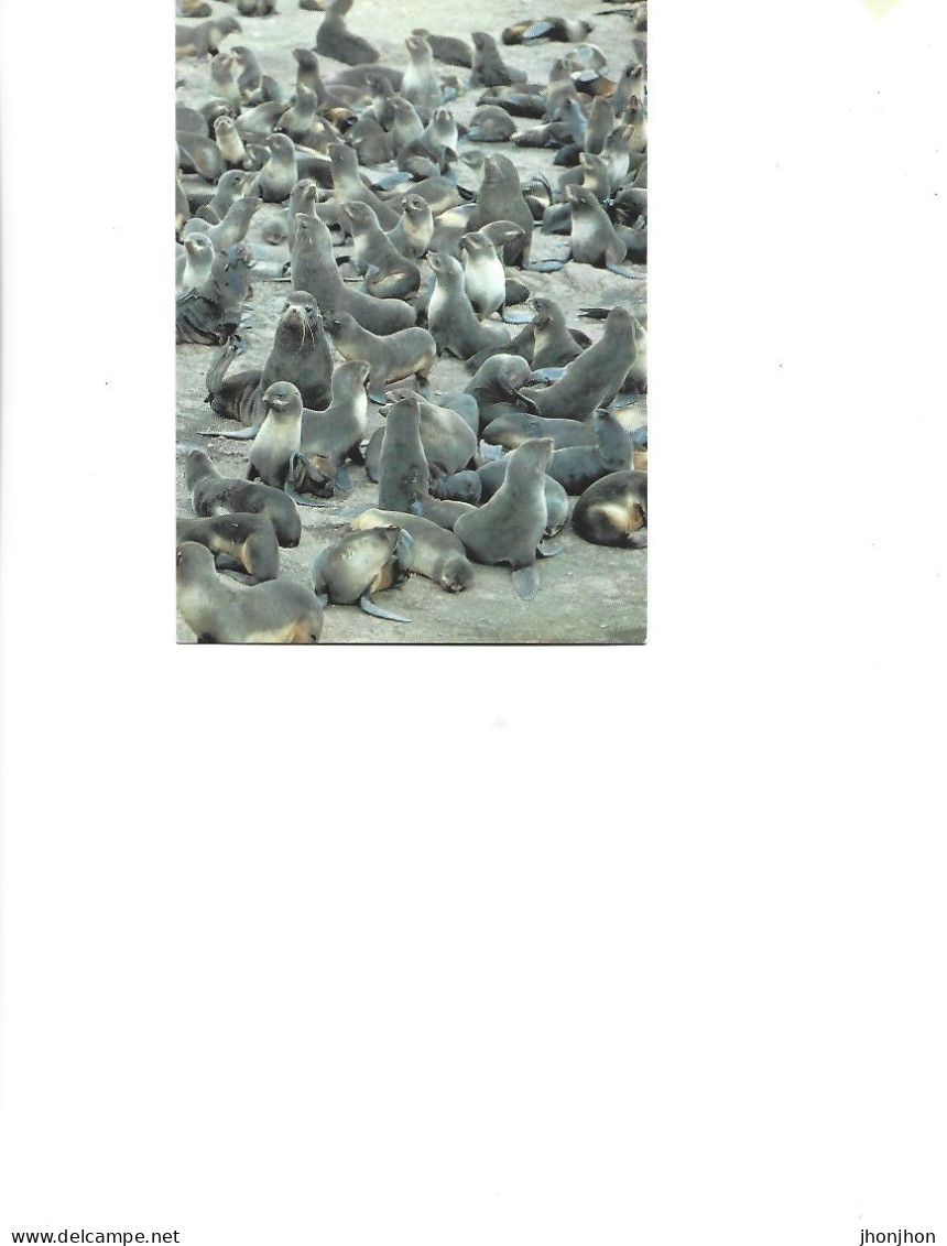 Russia -  Postal Stationery Postcard  1987-  Seals On Seal Island    2/scans - Stamped Stationery