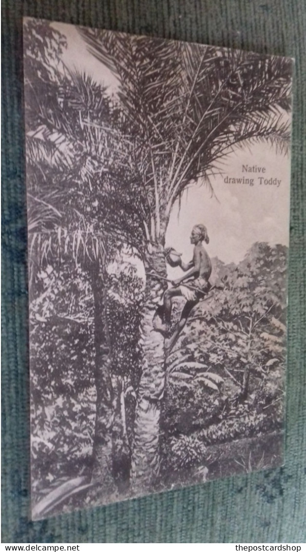 India Ceylon Native Drawing Toddy, Palm Tree (récolte Vin De Palme) The Phototype Company Bombay - Indien