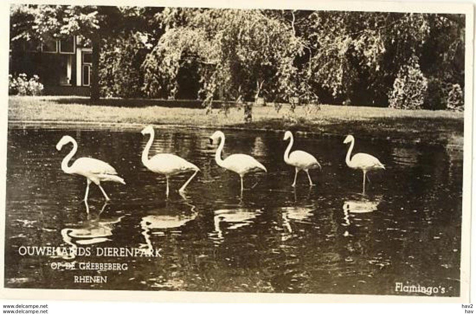 Rhenen Ouwehands Dierenpark Flamingo's 1452 - Rhenen