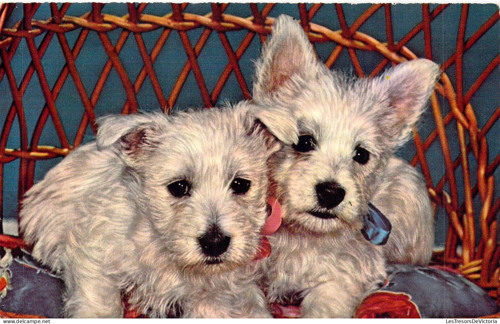 ANIMAUX - CHIENS - Deux Petits Chiens Allongés Dans Un Panier D'osier - Carte Postale Ancienne - Honden