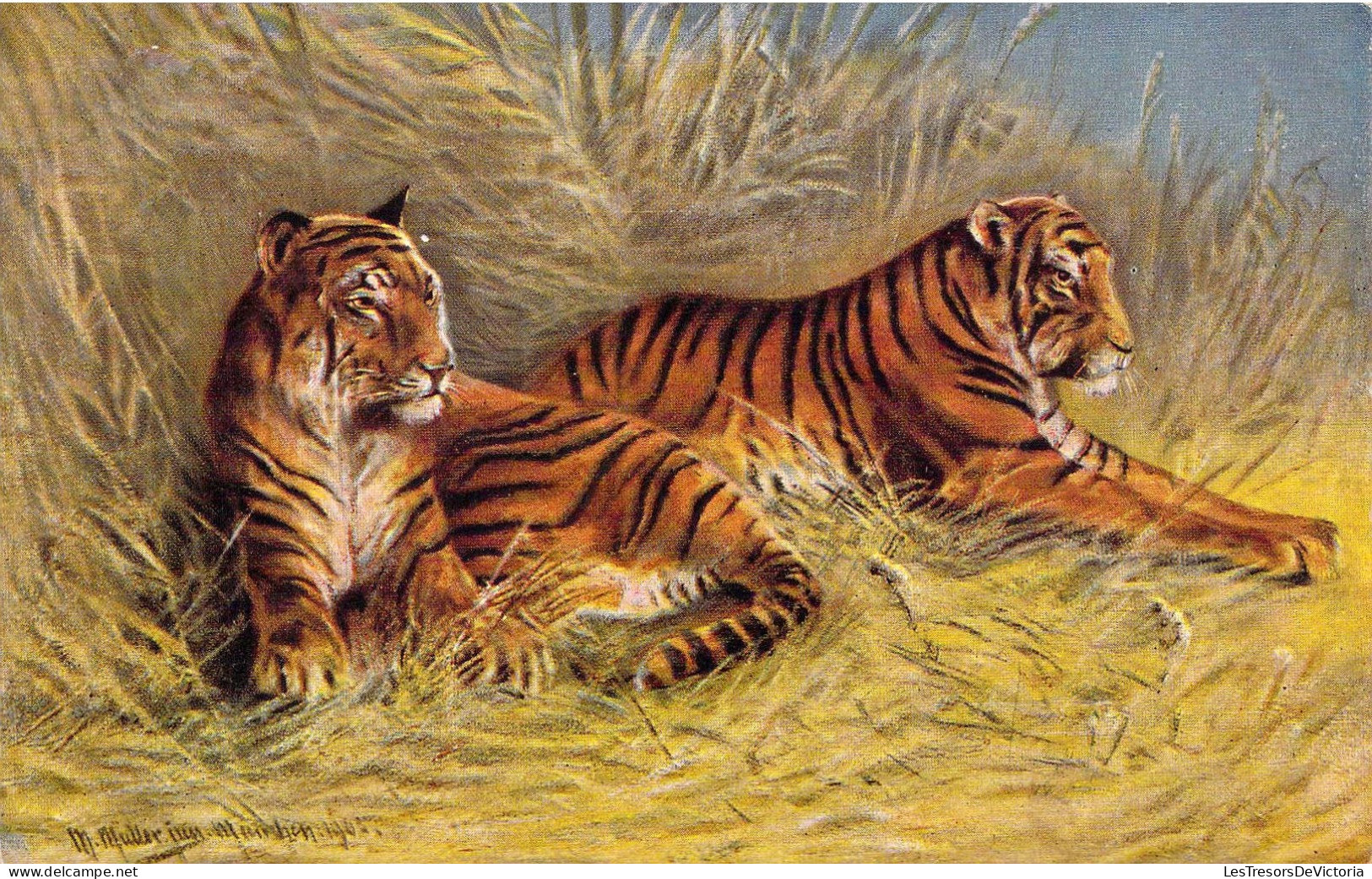 ANIMAUX - TIGRES - Deux Tigres Allongés Dans L'herbe - Carte Postale Ancienne - Tijgers