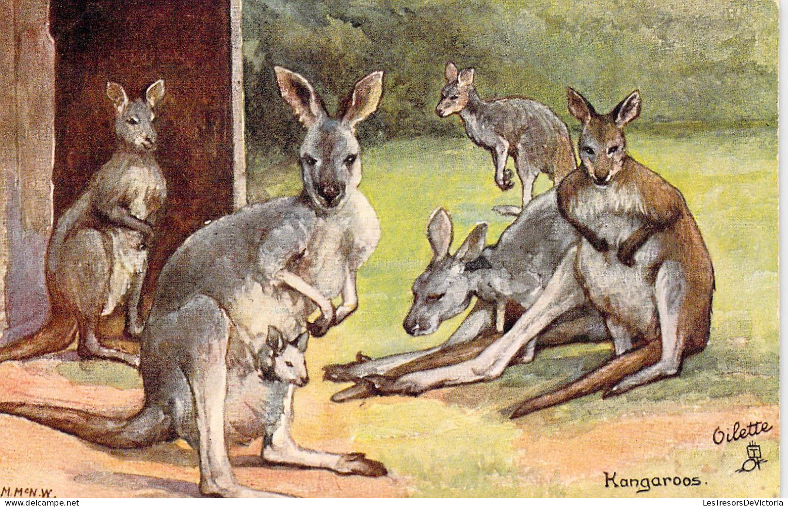 ANIMAUX - KANGOUROU - Une Famille De Kangourou  - Carte Postale Ancienne - Otros & Sin Clasificación