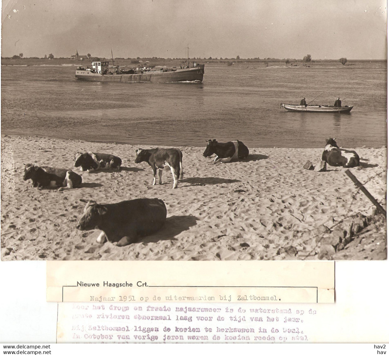 Zaltbommel Vissers Koeien Waal Persfoto 1951KE4433 - Zaltbommel