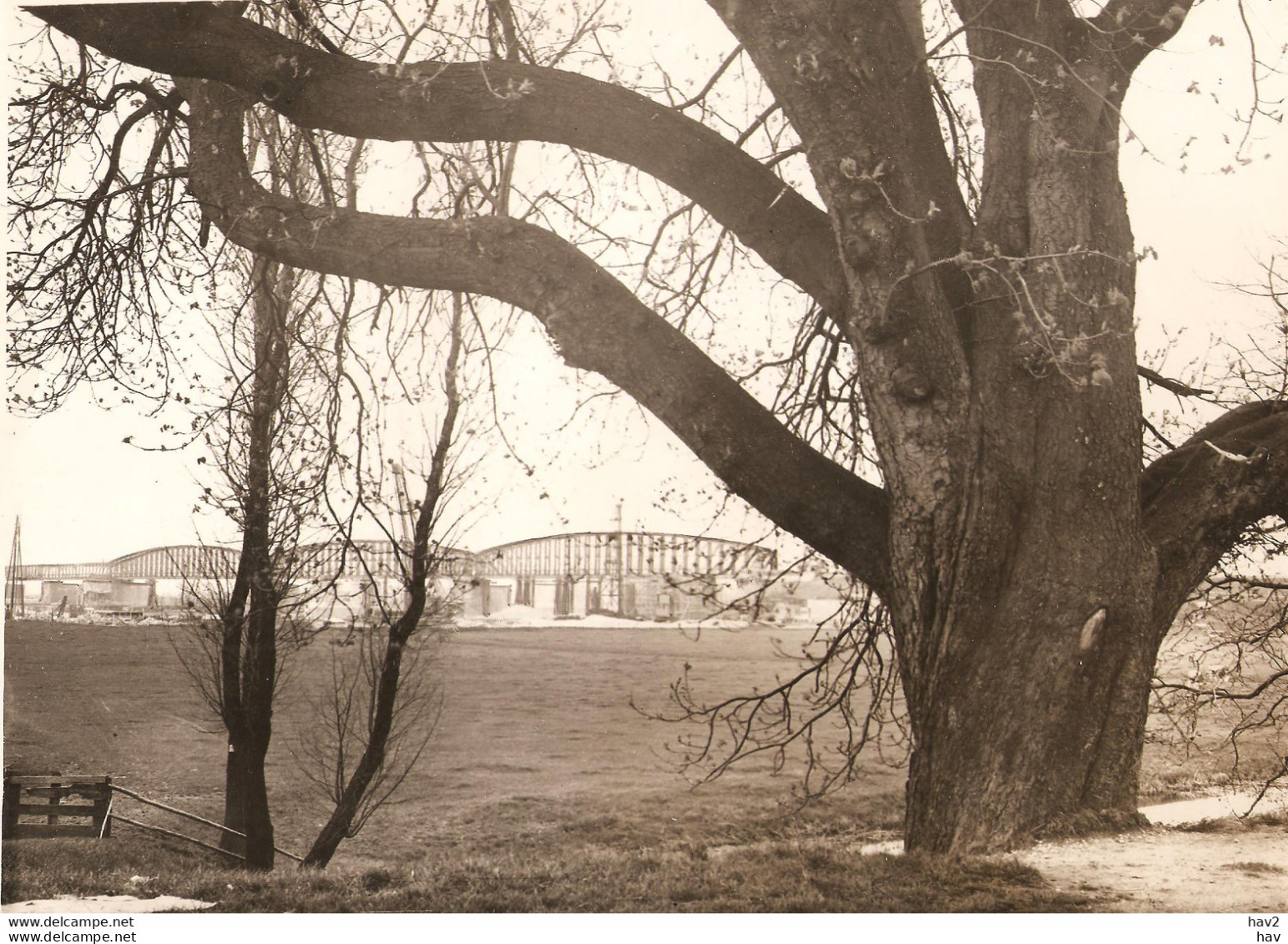 Zaltbommel Waalbrug Foto Zeer Oude Boom  KE4386 - Zaltbommel