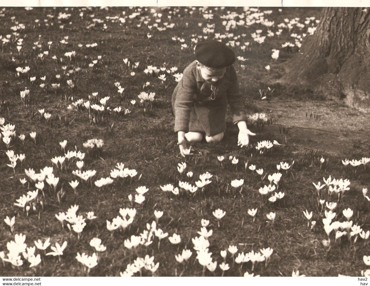 Persfoto Lisse Keukenhof Kind Bloemenveld KE4325 - Lisse