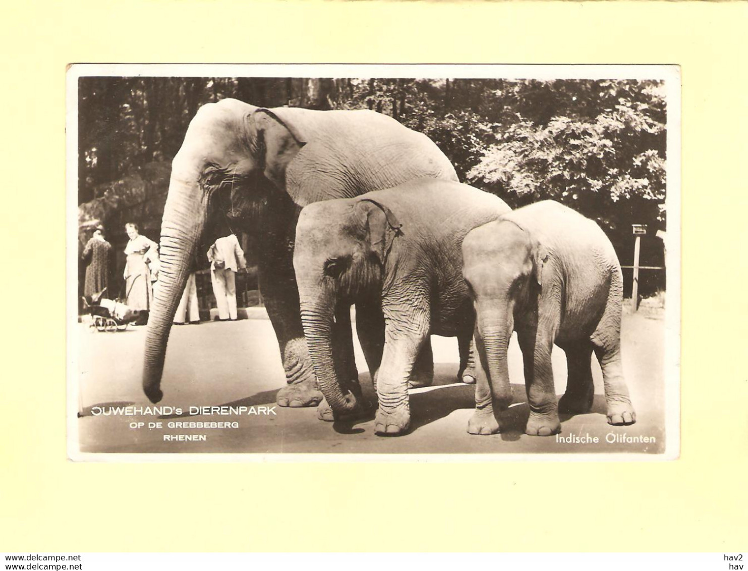 Rhenen Dierenpark Ind. Olifanten Ca. 1910 RY40535 - Rhenen