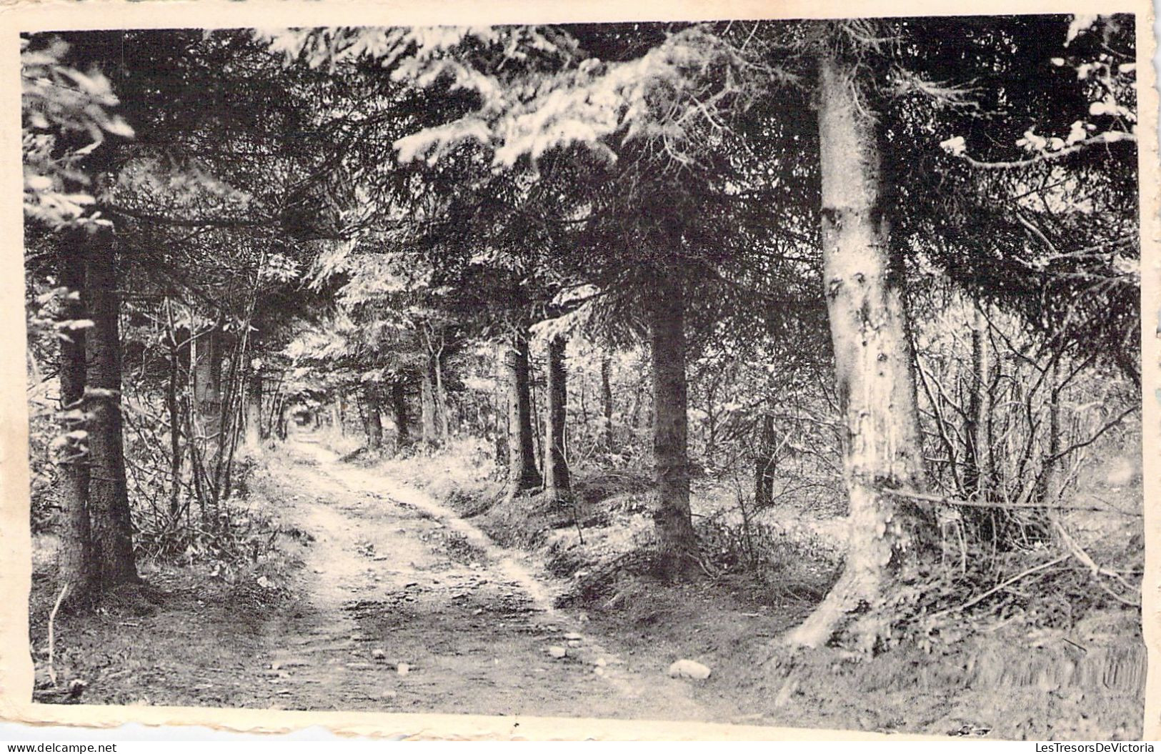 CPA - BELGIQUE - OIGNIES EN THIERACHE - L'Allée De Risque Tout - CARTE POSTALE ANCIENNE - Viroinval