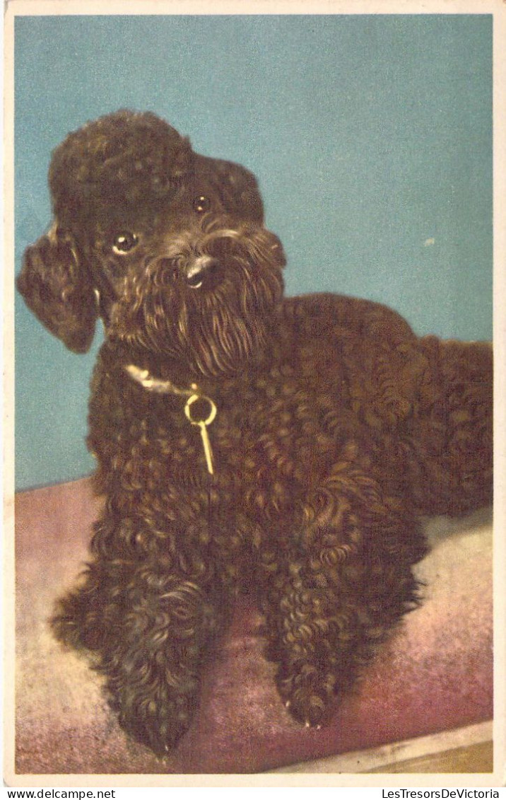 CPA - Portrait De Caniche Noir - Chien - CARTE POSTALE ANCIENNE - Hunde