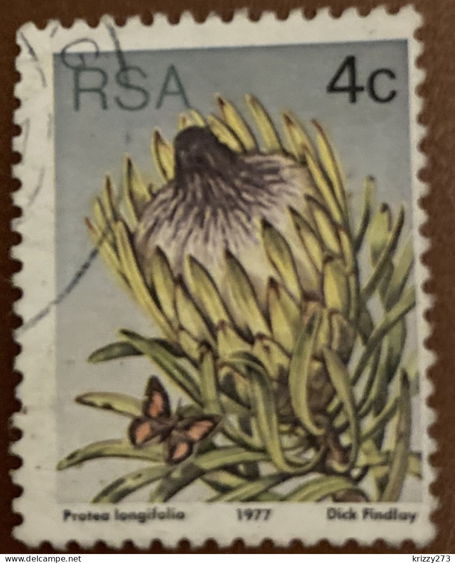South Africa 1977 Flora - Protea Plants 4c - Used - Used Stamps