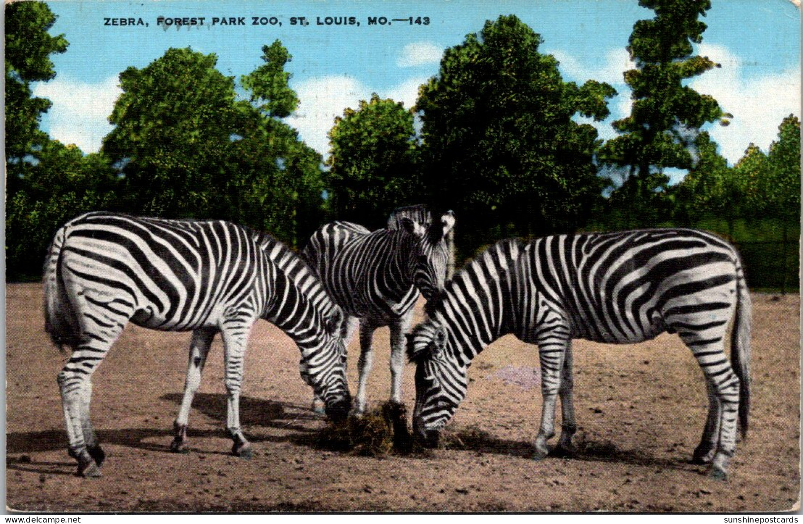 Zebras Forest Park Zoo St Louis Missouri 1942 - Cebras