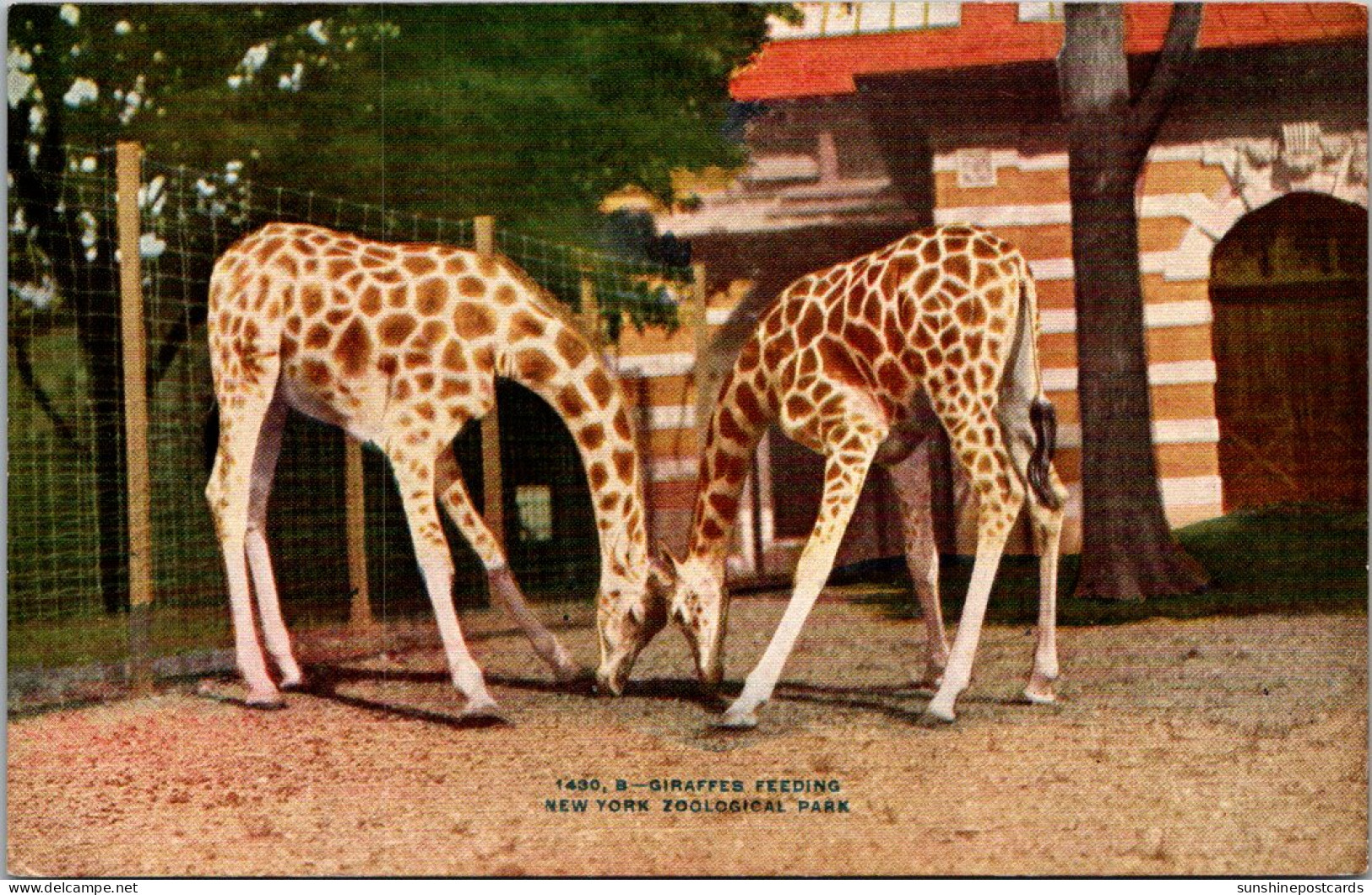 Giraffes Feeding New York Zoological Park New York City - Giraffes