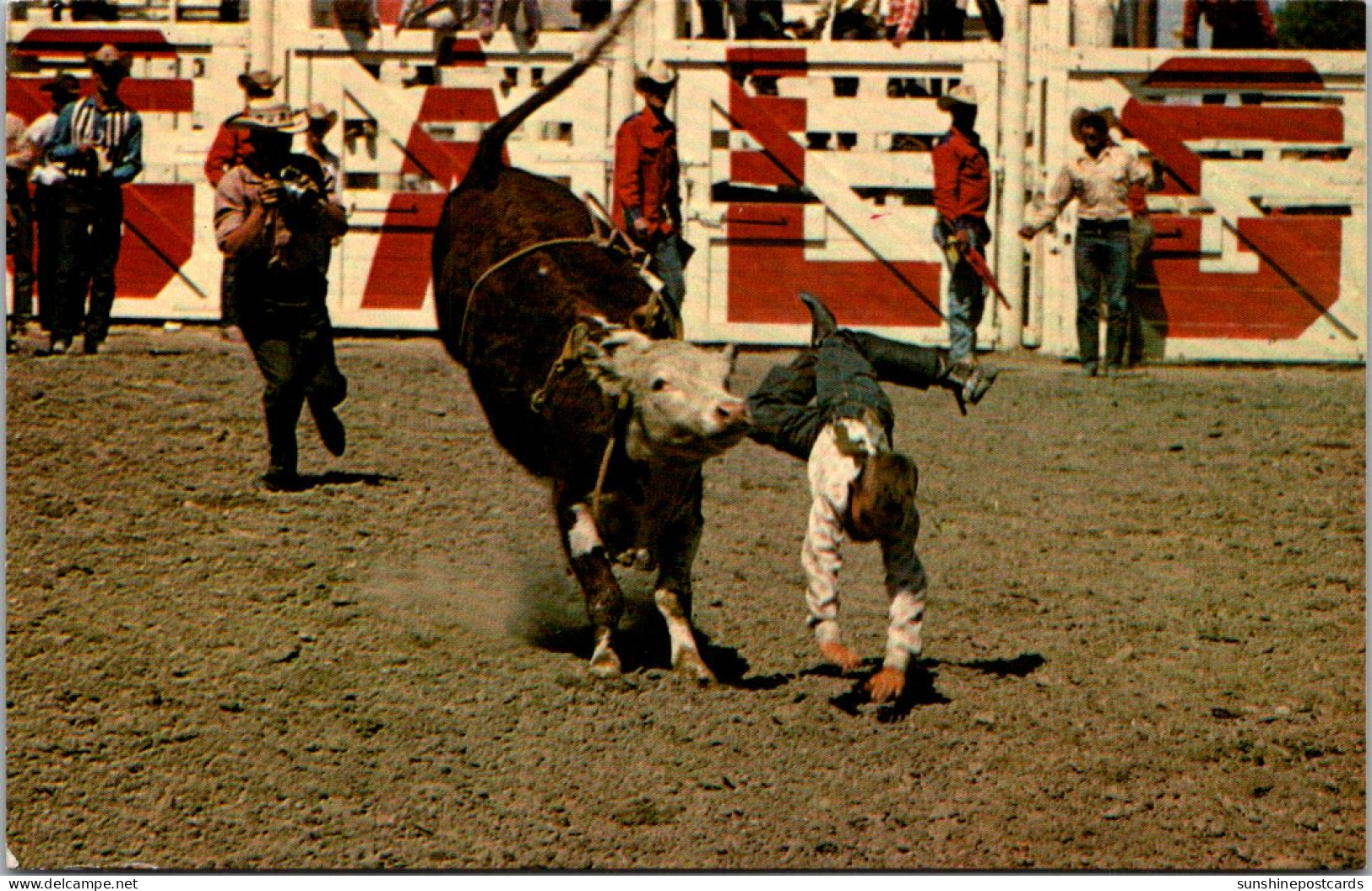 Canada Calgary Brahma Bull Riding The Calgary Stampede - Calgary