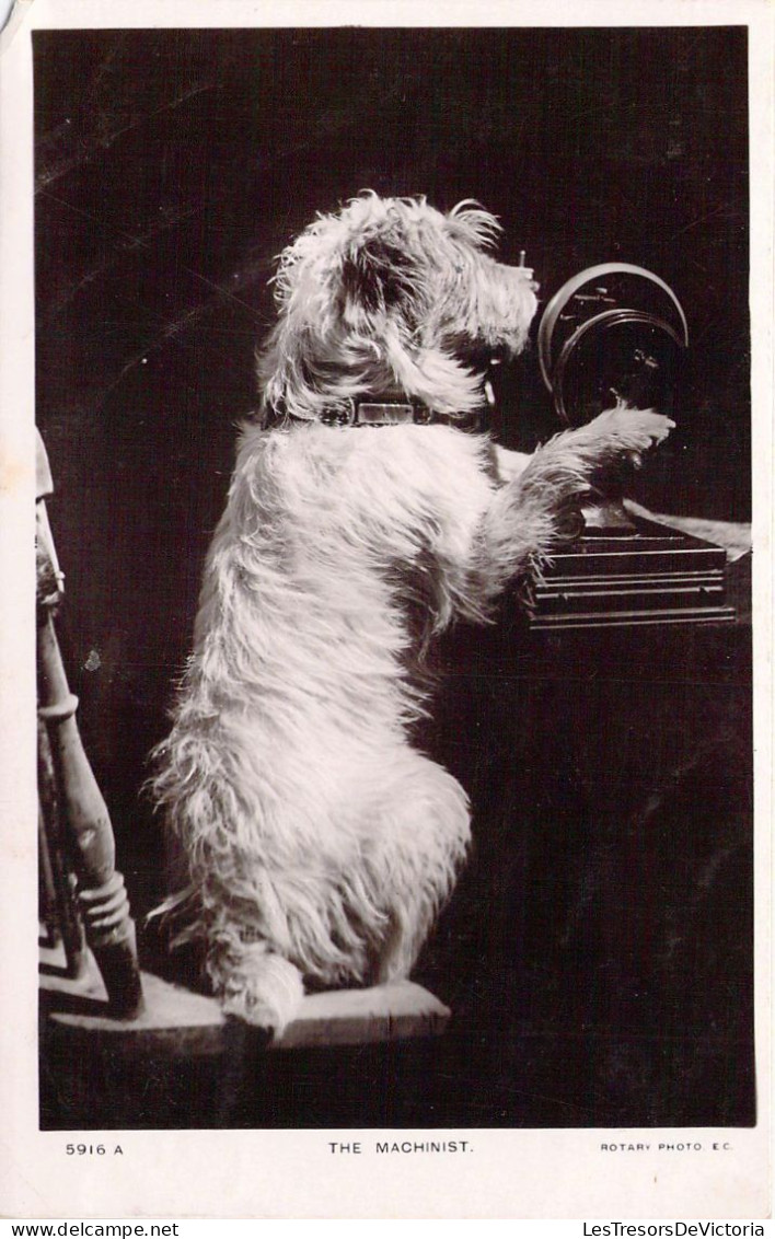 CHIEN - Machiniste - Carte Postale Ancienne - Dogs