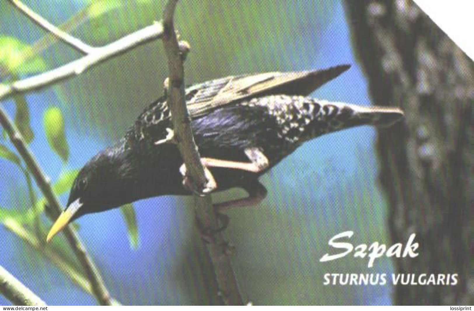 Poland:Used Phonecard, Telekomunikacja Polska S.A., 25 Units, Bird, Sturnus Vulgaris - Zangvogels