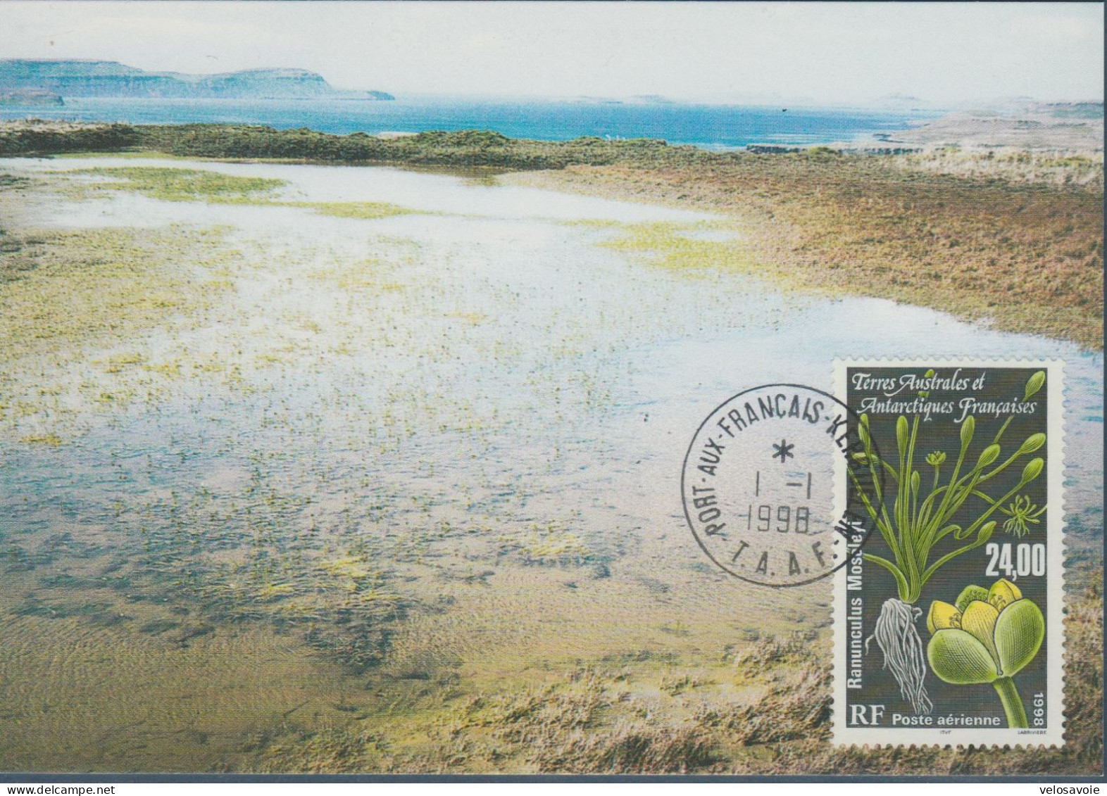 TAAF PA 146 FLORE SUR CARTE MAXIMUM - FDC