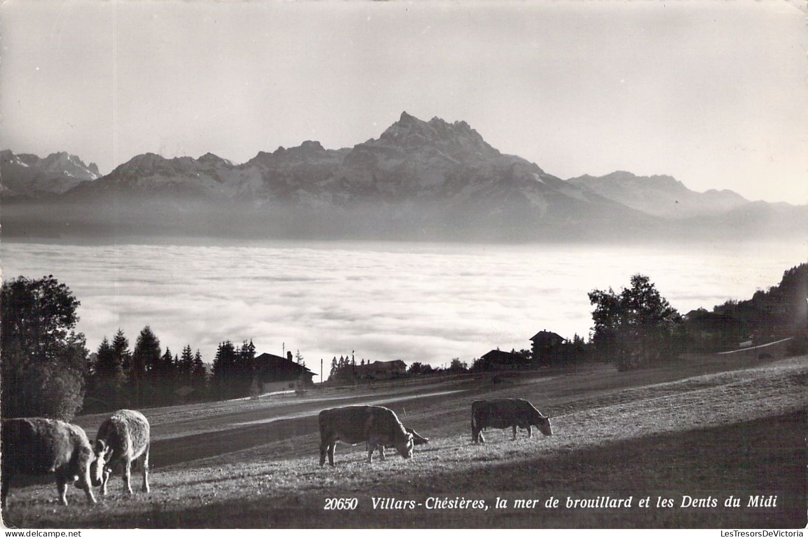 SUISSE - Villars Chésières - La Mer De Brouillard Et Les Dents Du Midi - Carte Postale Ancienne - Villars-les-Moines