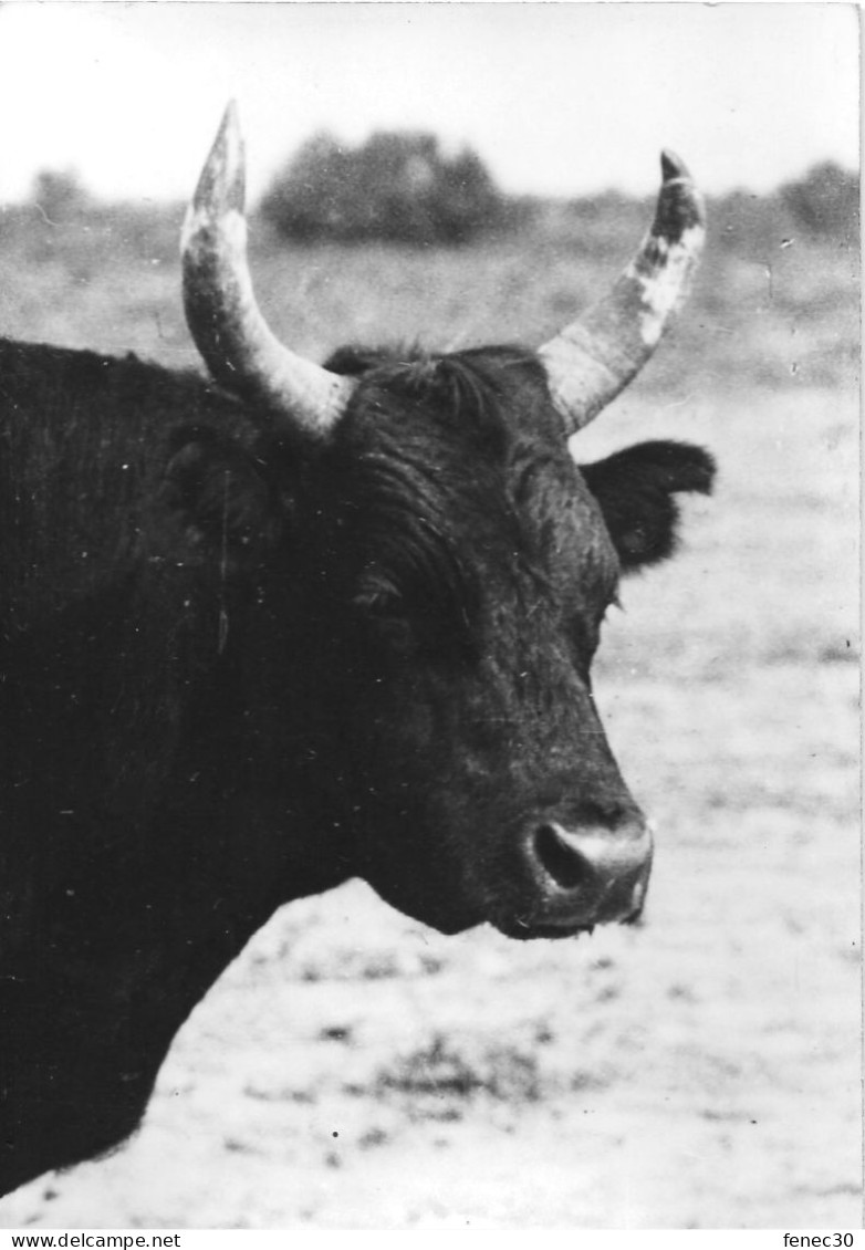 Tête De Taureau Photo George Arles - Taureaux