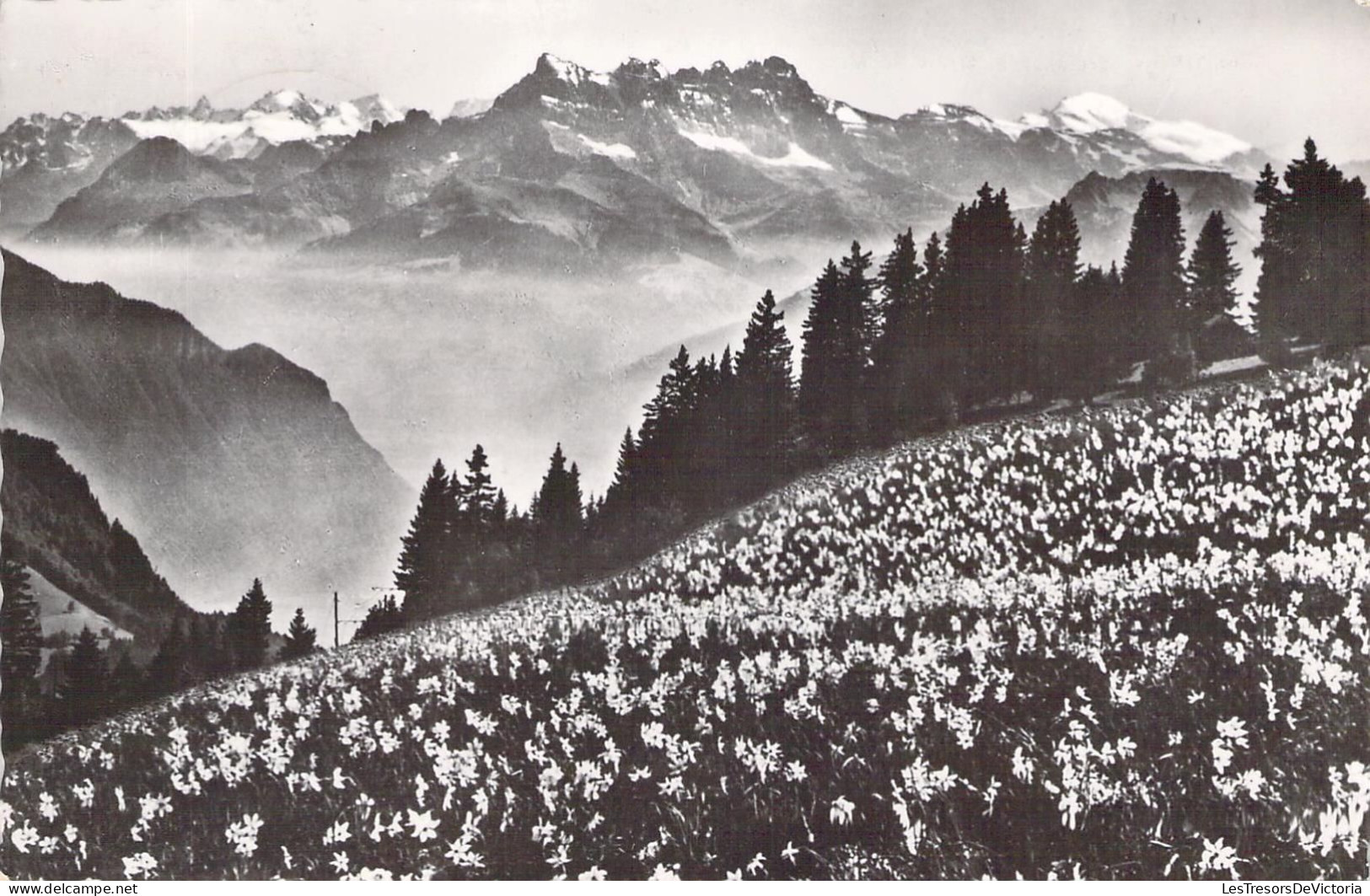 SUISSE - Champs De Narcisses Et Dents Du Midi - Carte Postale Ancienne - Cham