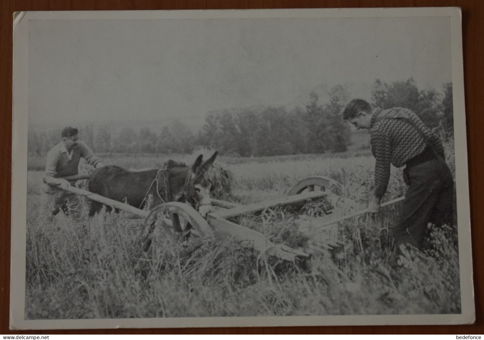 Carte Postale - Belgique - Moisson Des Trévires à Dampicourt - 1961 - Pas Circulé - Rouvroy