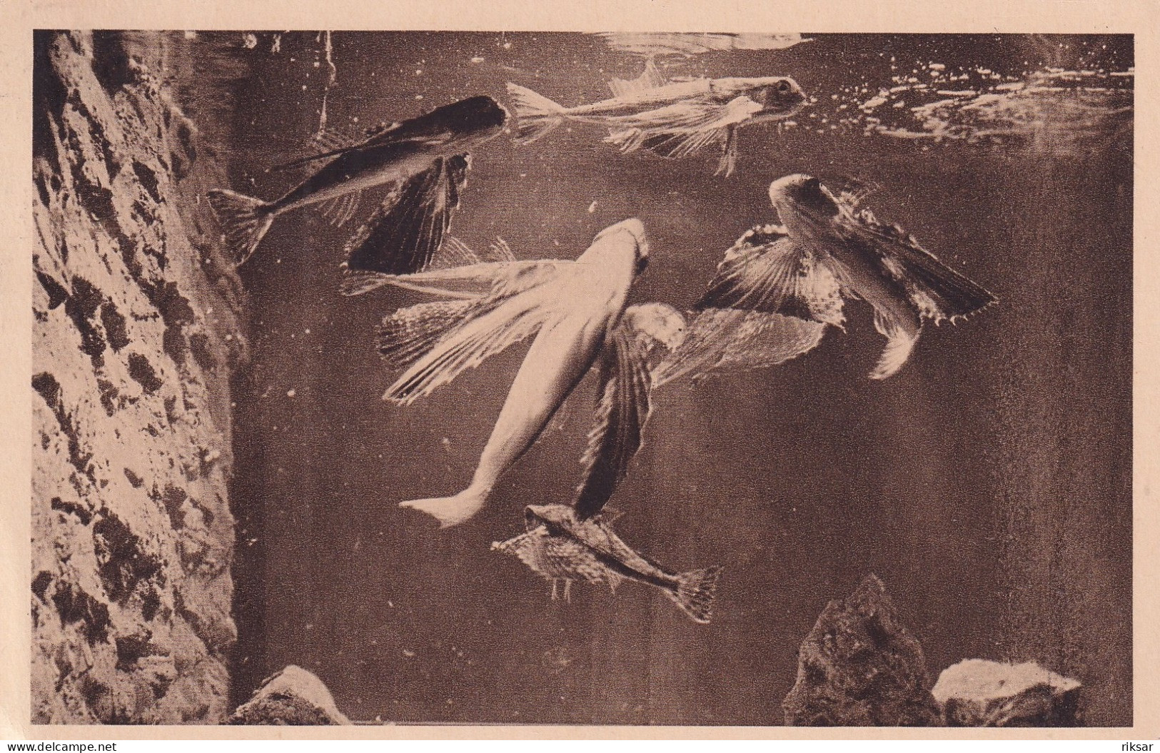 MONACO(AQUARIUM) POISSON - Ozeanographisches Museum