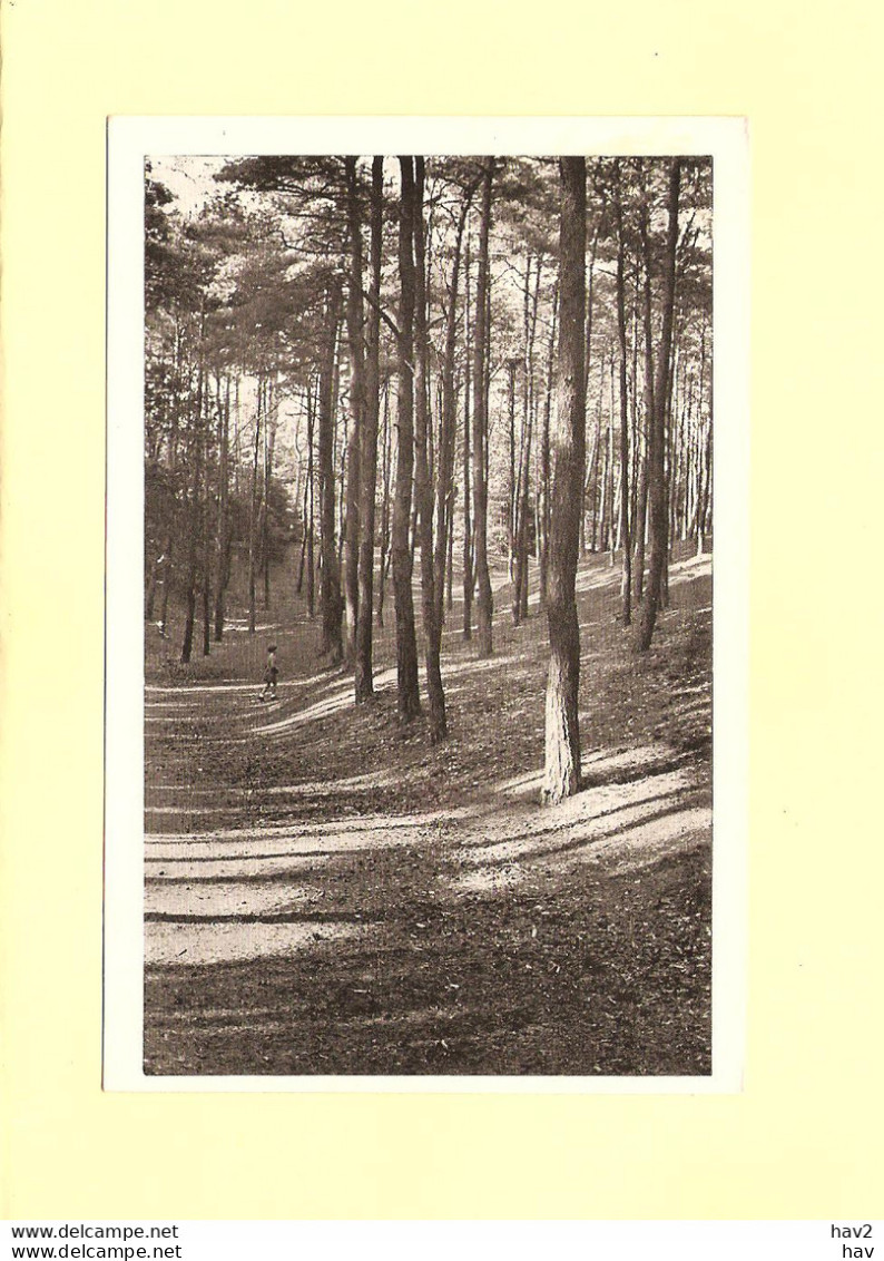 Ermelo Natuurschoon Bos RY41821 - Ermelo