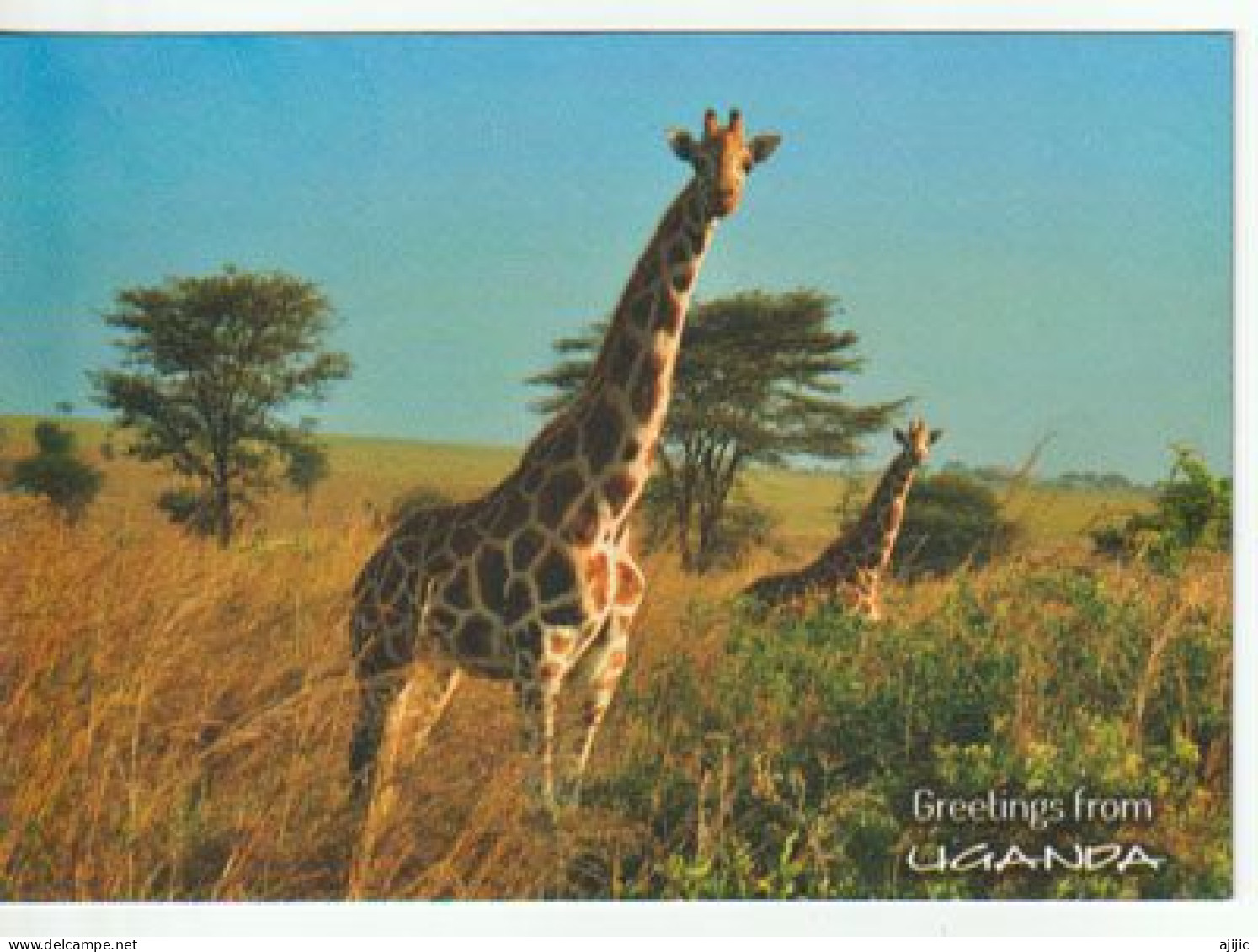 Uganda's Giraffe (Giraffe Conservation Foundation), Edition Wildlife  Friends.  Unused Postcard - Girafes