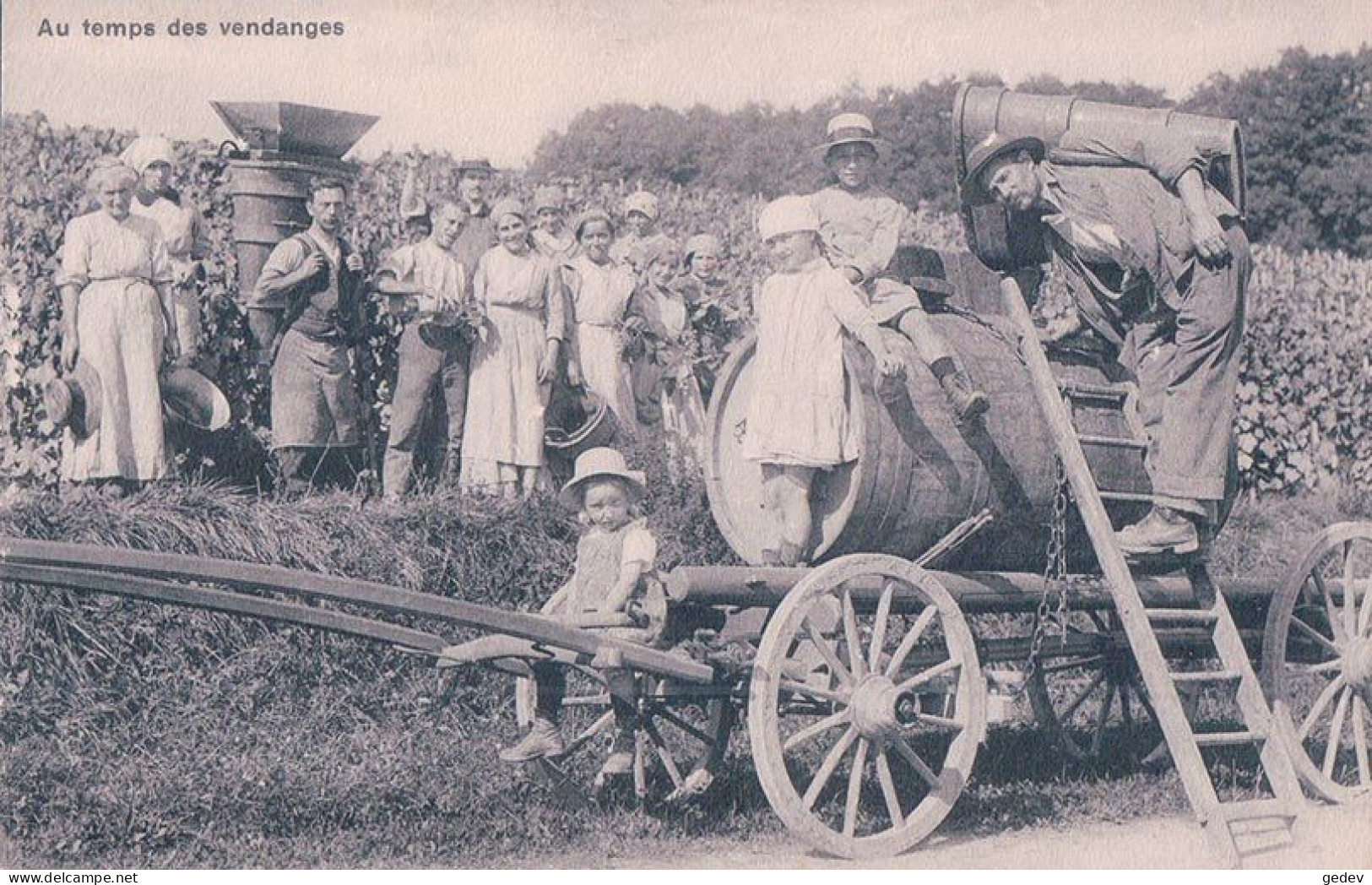 Bursins ? VD Suisse, Les Vendanges à La Côte (5146) - Bursins