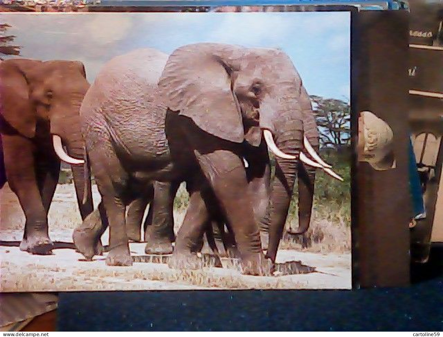 KENIA ELEFANTI ELEPHANTS  N1990 JM1212 - Kenya