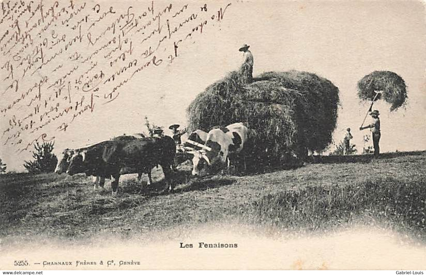 La Fenaison Les Foins Attelage De Boeuf Joug Vaches 1903 Boeufs Die Heuernte - Autres & Non Classés