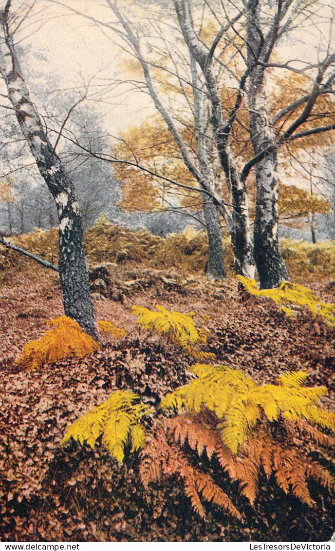 Dans Les Sous Bois - Carte Postale Ancienne - Arbres