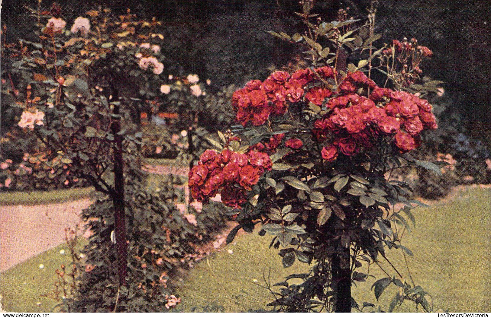 Arbre - Rosiers - Carte Postale Ancienne - Bomen