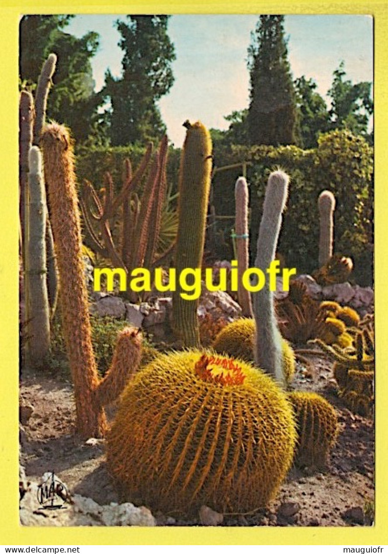 CACTUS AU JARDIN EXOTIQUE D'EZE SUR LA CÔTE D'AZUR (06) / 1974 - Cactus