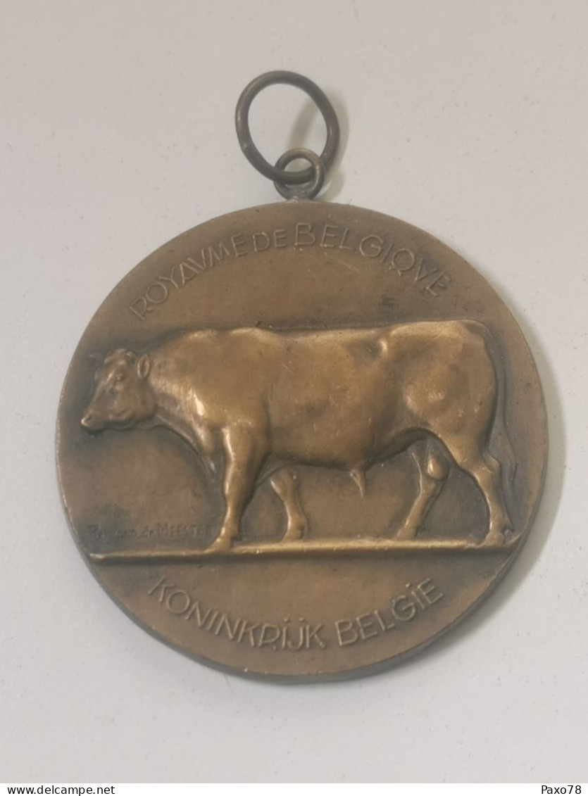 Belgique Médaille, Taureaux, Hainaut - Autres & Non Classés