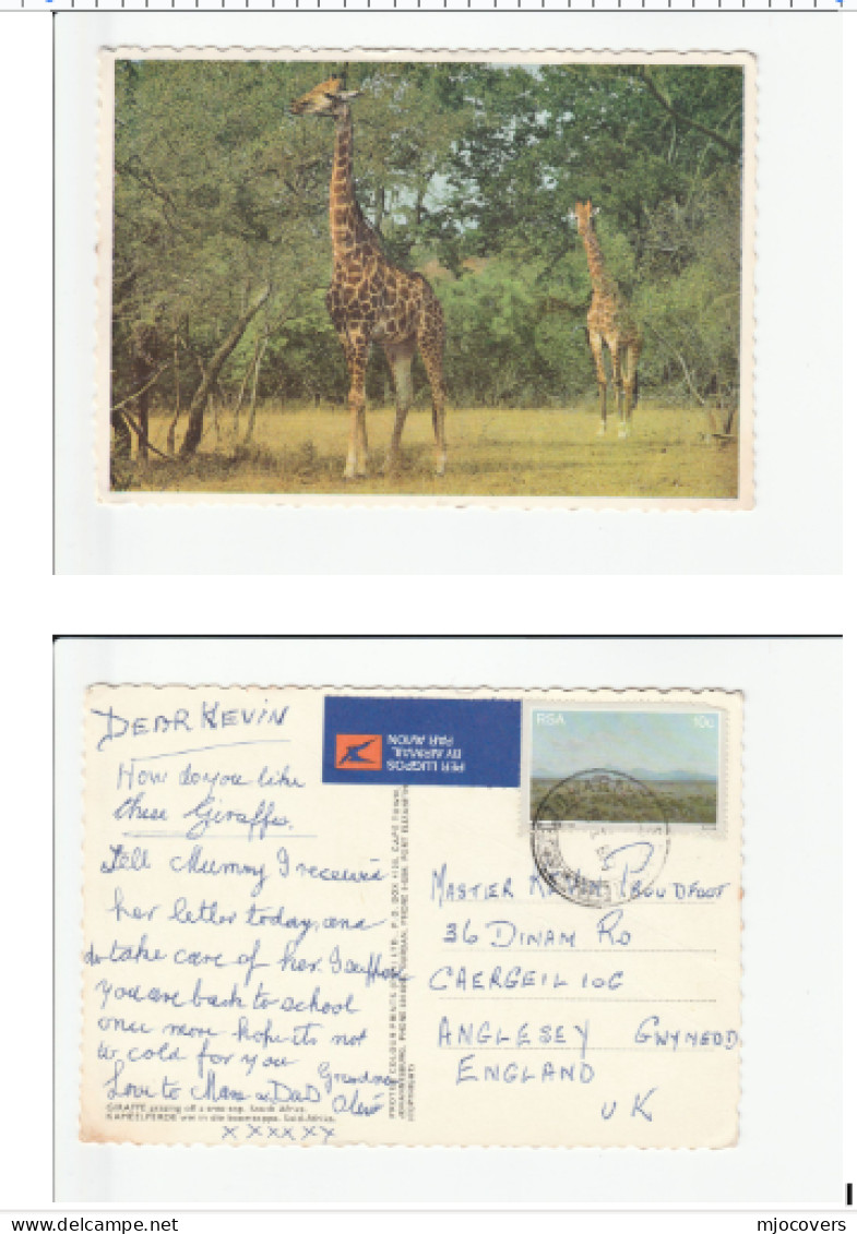 South Africa GIRAFFE Postcard Air Mail To GB 1979 Stamps Cover - Giraffes