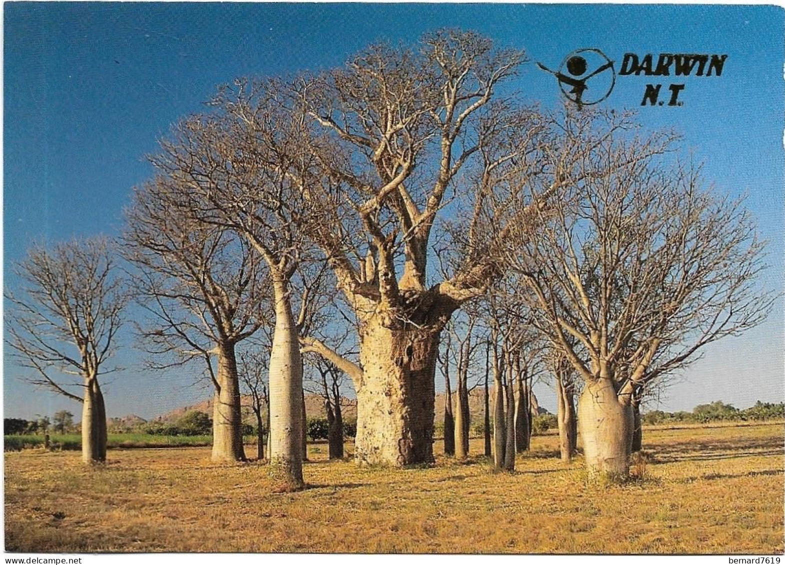 Australie -  Darwin   -  - A Group  Of Boat Trees In The Kimberley Region Of Western Austra - Arbre - Darwin