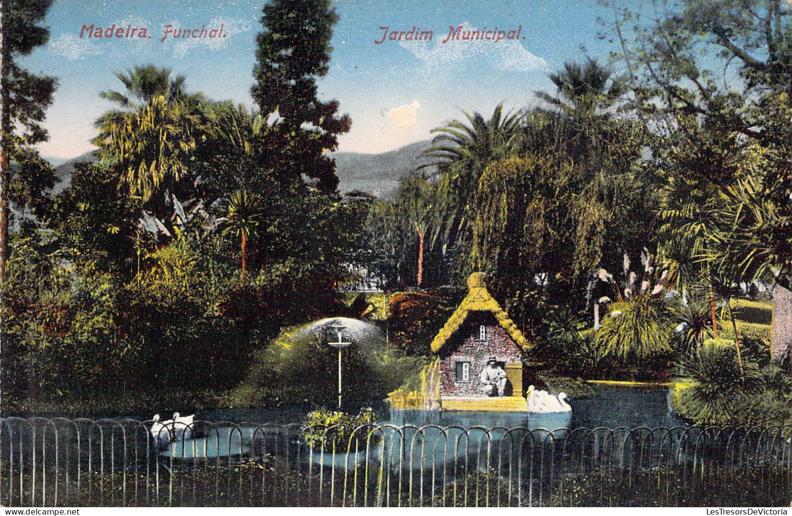 ESPAGNE - Madeira - Funchal Jardim Municipal - Carte Postale Ancienne - Autres & Non Classés