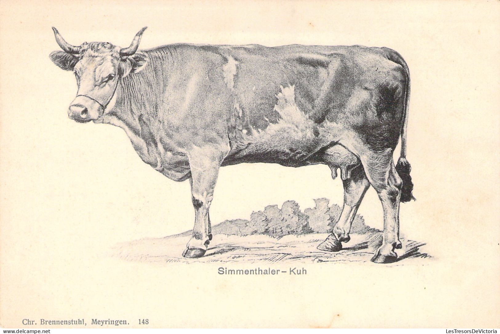 SINNENTHALER - KUH - Vache - Carte Postale Ancienne - Kühe