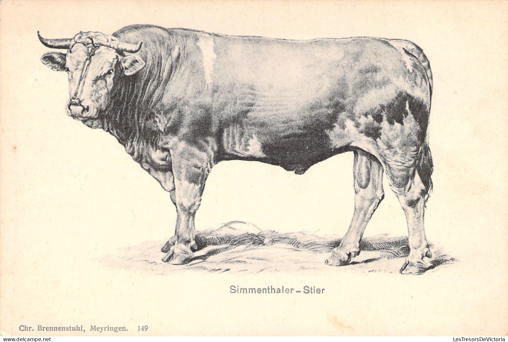 SINNENTHALER - STIER - Vache - Carte Postale Ancienne - Kühe