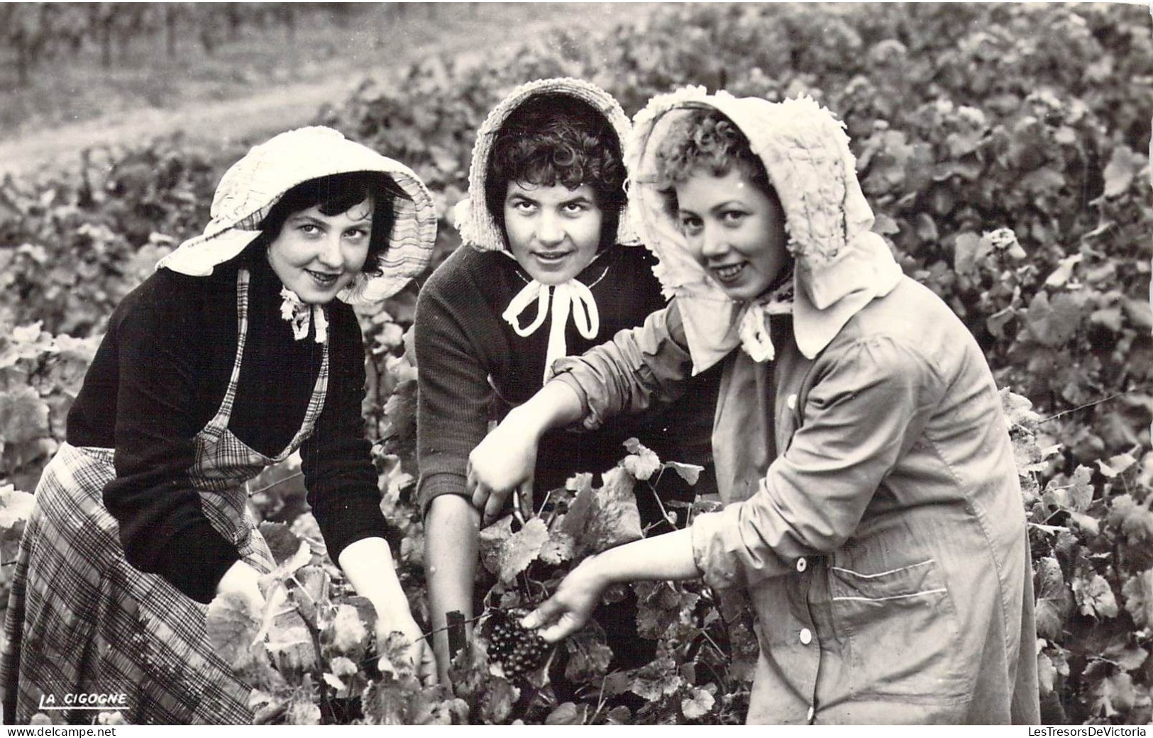 FRANCE - 10 - Vendanges En Champagne - Jeunes Filles Coiffées Du Bagnolet - Edition La Cigogne - Carte Postale Ancienne - Andere & Zonder Classificatie