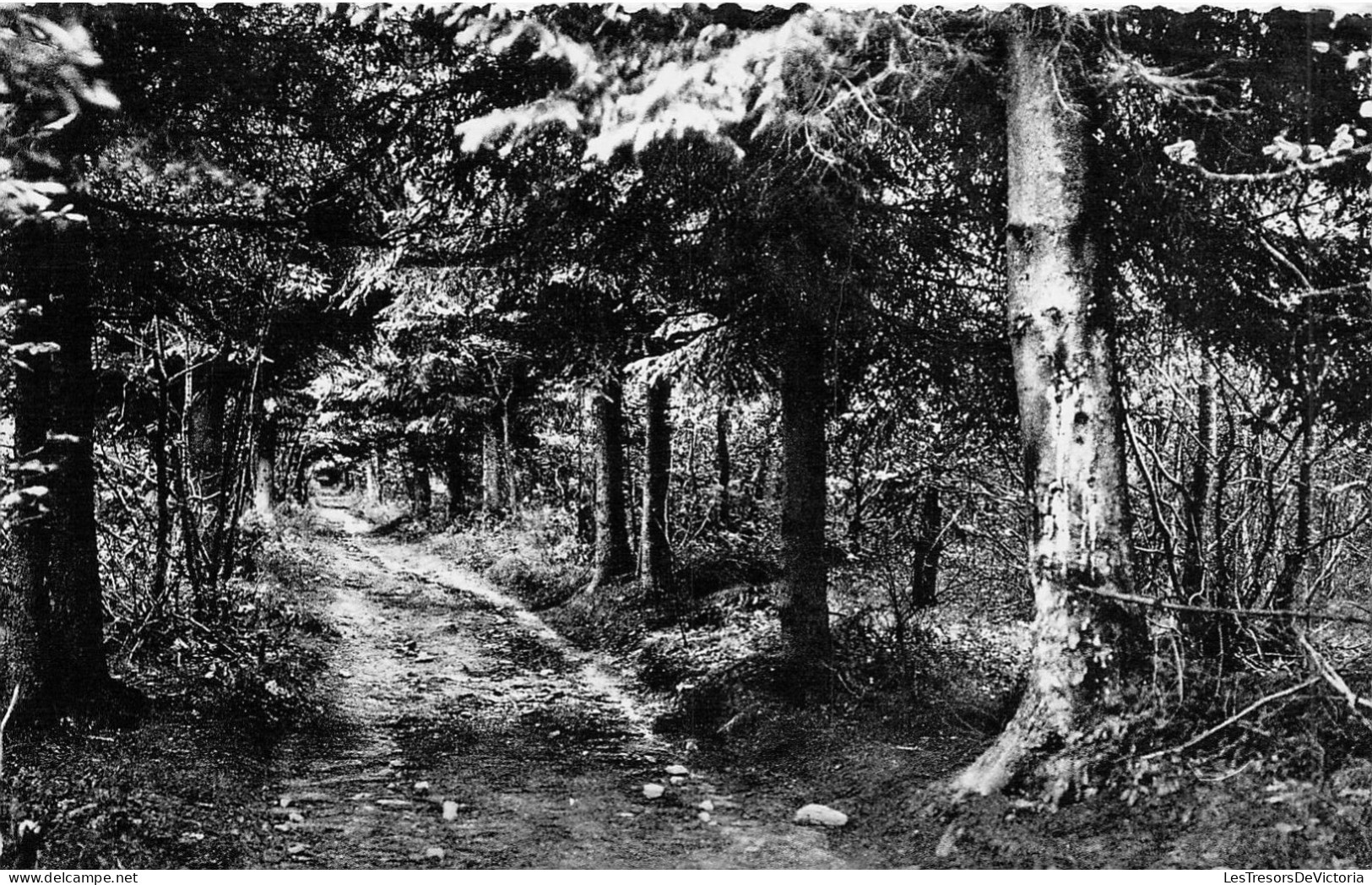 BELGIQUE - OIGNIES EN THIERACHE - L'Allée De Risque Tout - Editeur Maison Petit Leclercq- Carte Postale Ancienne - Altri & Non Classificati