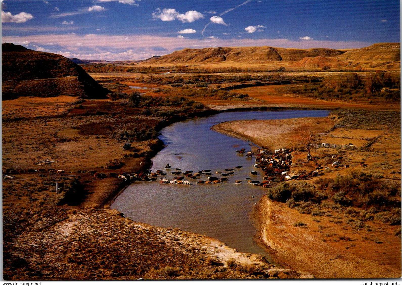 Canada Alberta Pinhorn Grazing Reserve Milk River Cattle Drive - Other & Unclassified