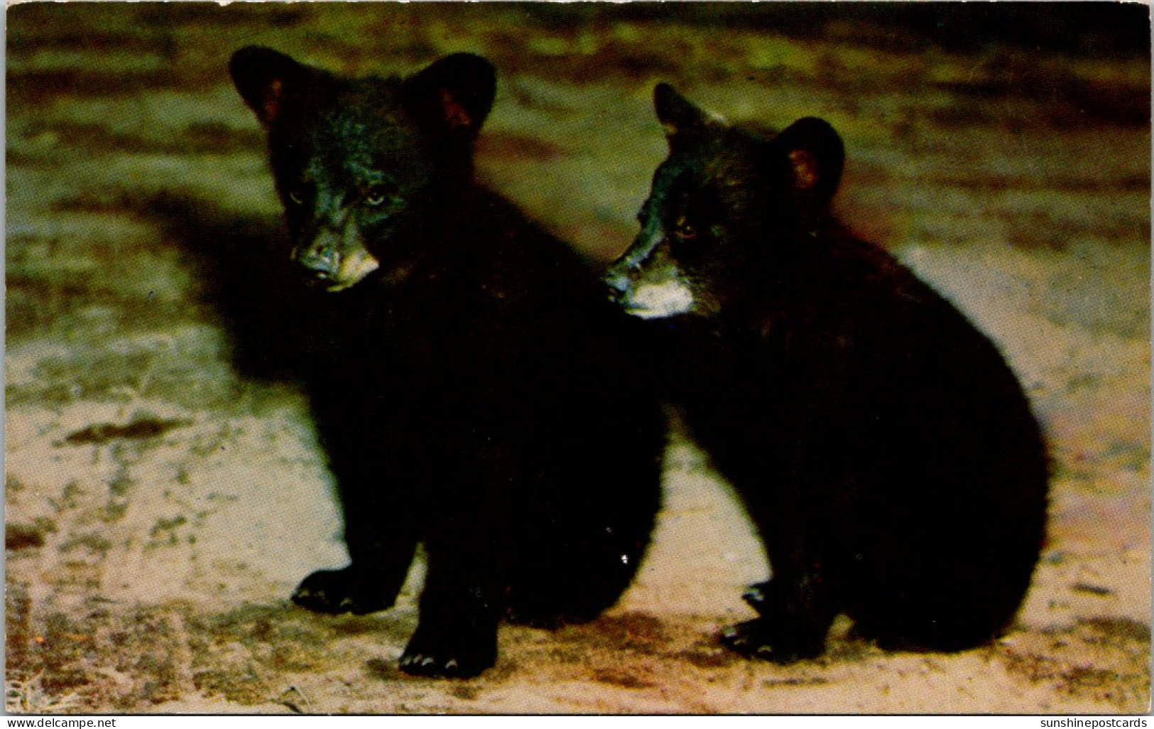 Canada Alberta Banff National Park Black Bear Cubs - Banff