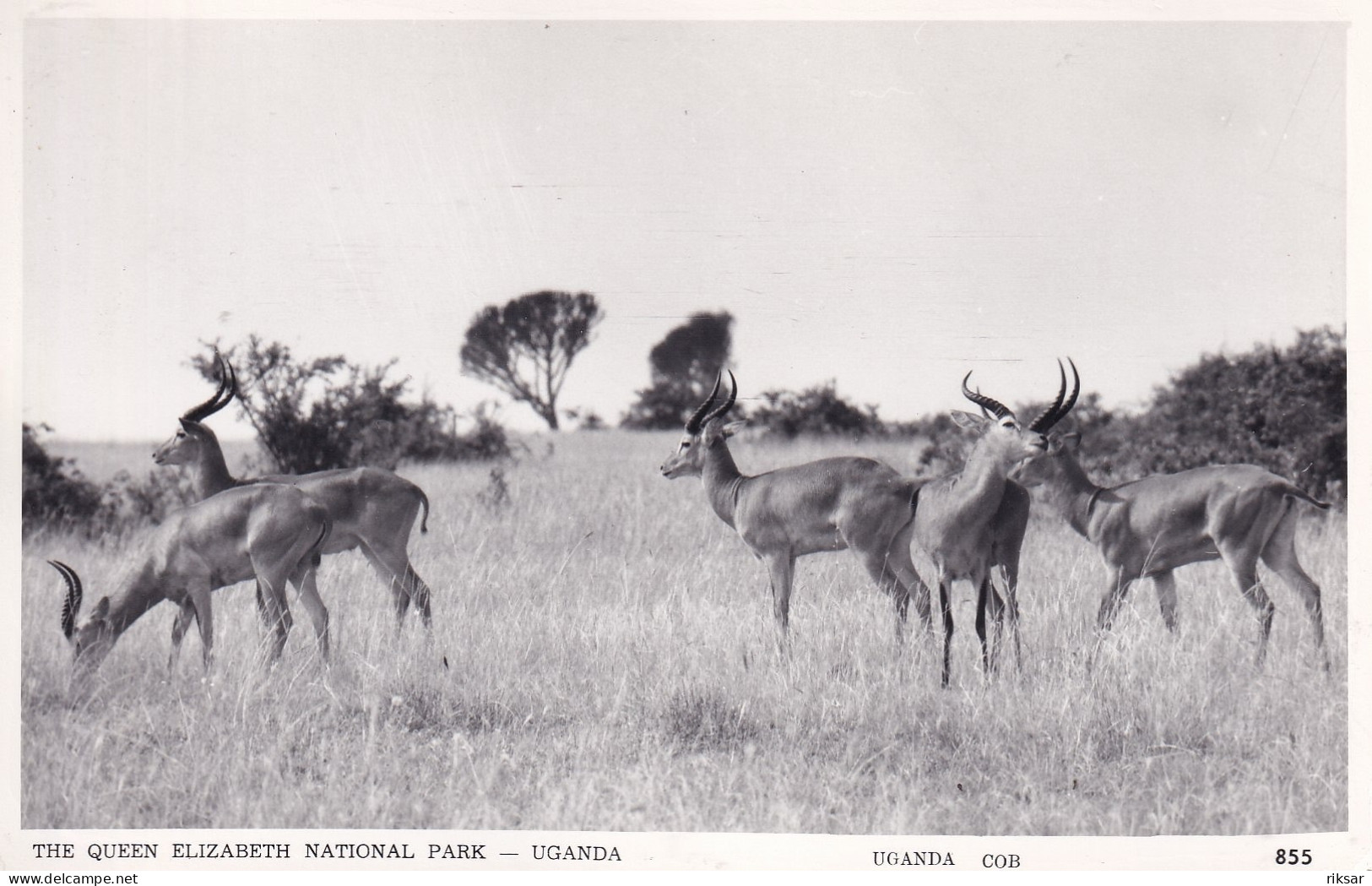 OUGANDA(ANTILOPE) - Ouganda