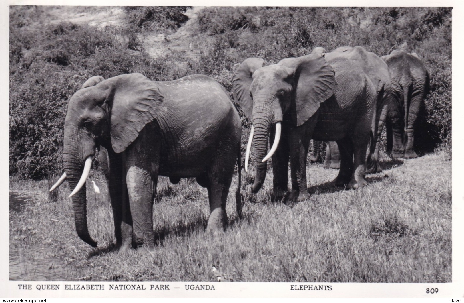 OUGANDA(ELEPHANT) - Oeganda