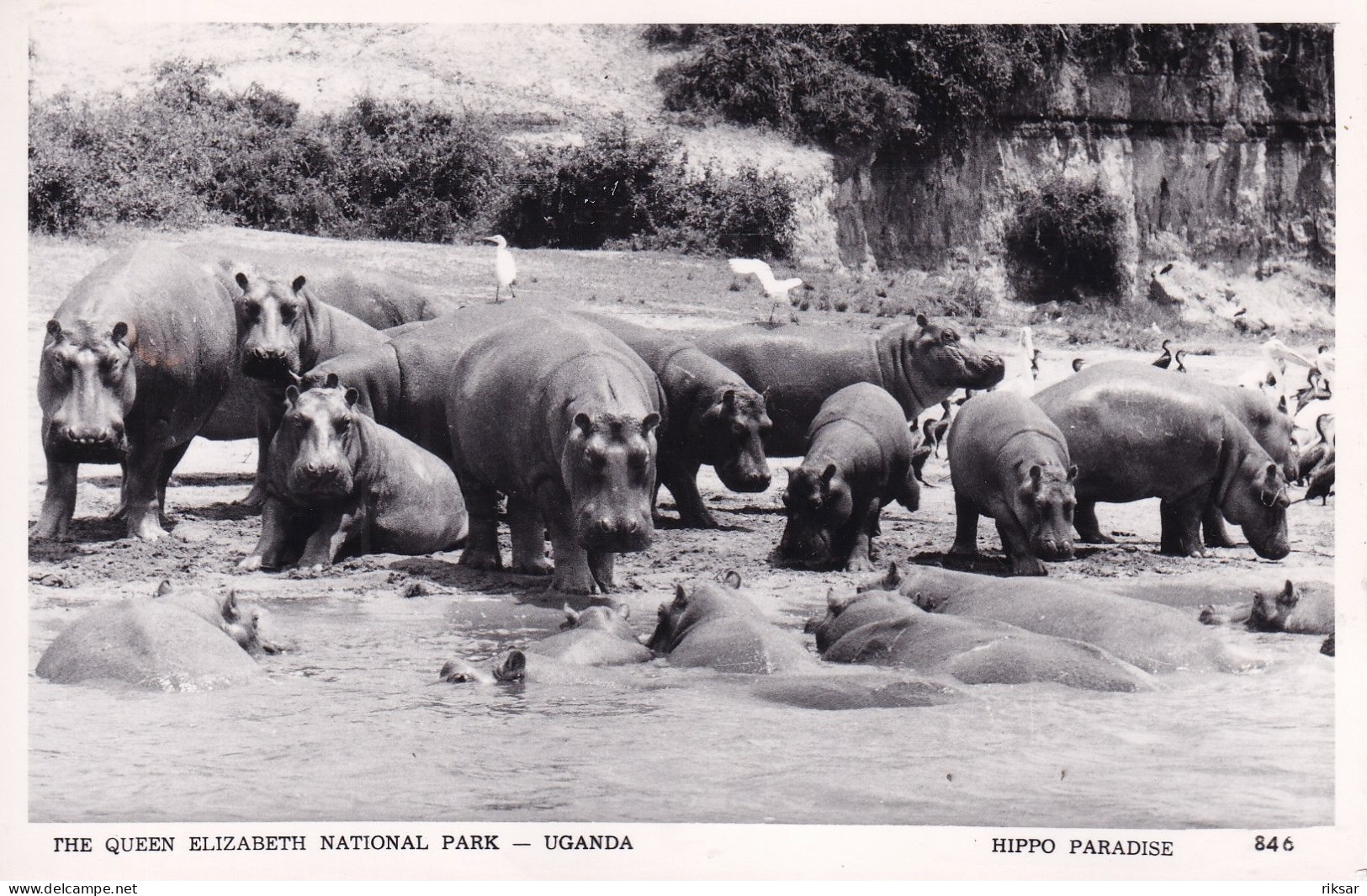 OUGANDA(HIPPOPOTAME) - Uganda